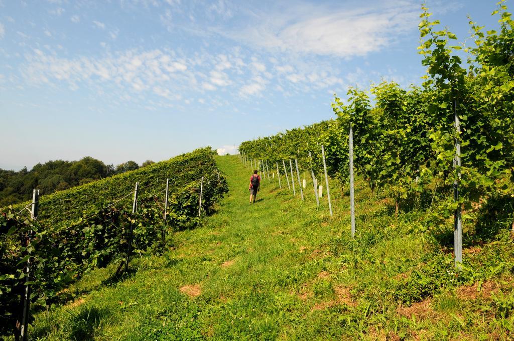 Weingut Winzerzimmer Rothschaedl ロイトシャッハ エクステリア 写真