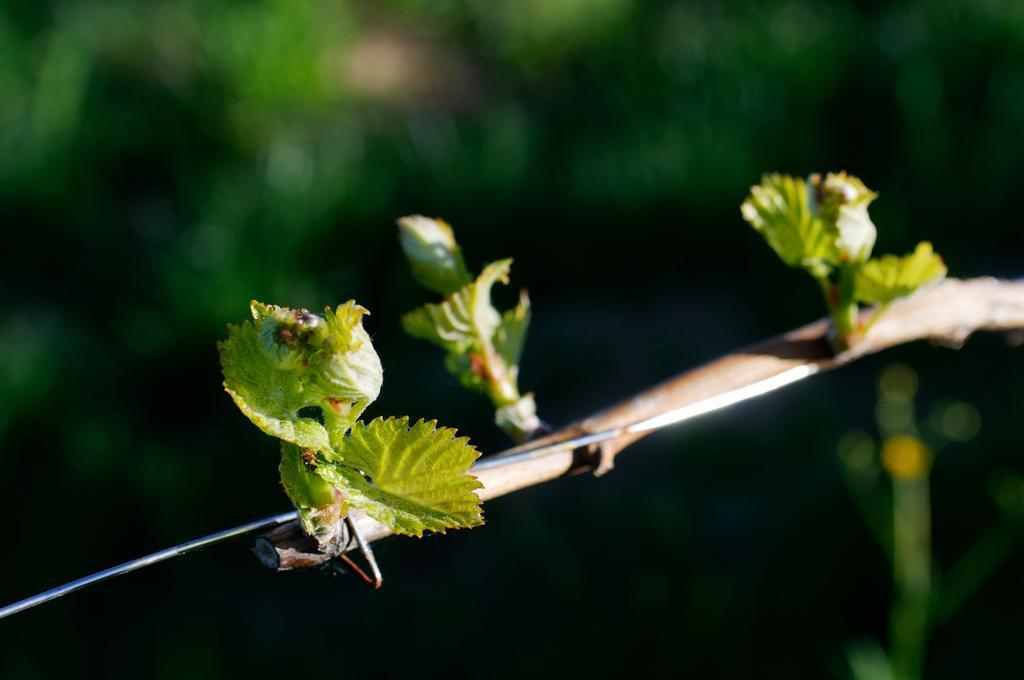 Weingut Winzerzimmer Rothschaedl ロイトシャッハ エクステリア 写真